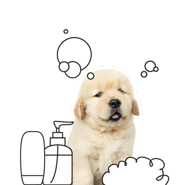 Coquitlam Dog Grooming - Puppy shampooing, washing & warm blow drying