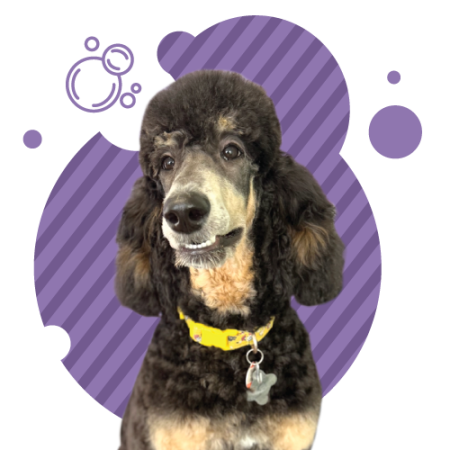 Coquitlam-Dog-Grooming-20OFF-AD-1